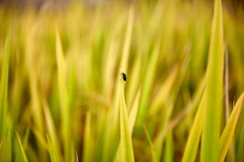 稻谷唯美图片 第1张