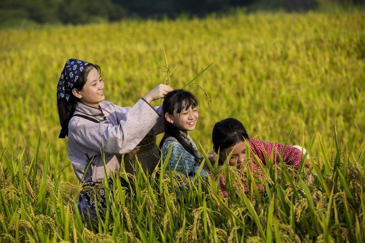 稻谷唯美图片 第2张