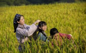 稻谷唯美图片 第2张