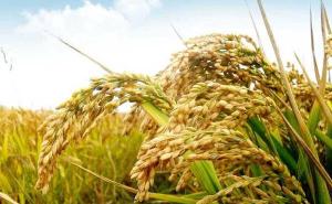 稻谷唯美图片 第4张
