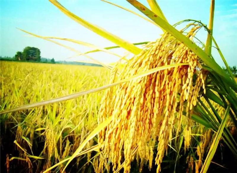 稻谷唯美图片 第3张
