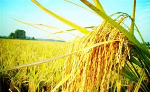 稻谷唯美图片 第3张