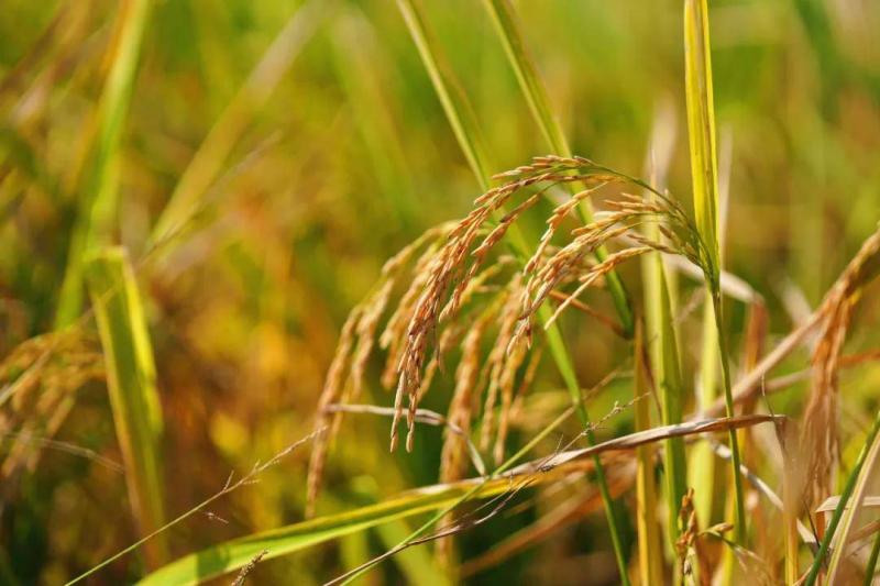 稻谷唯美图片 第6张