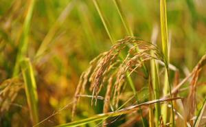 稻谷唯美图片 第6张