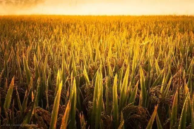 稻谷唯美图片 第8张