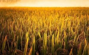 稻谷唯美图片 第8张