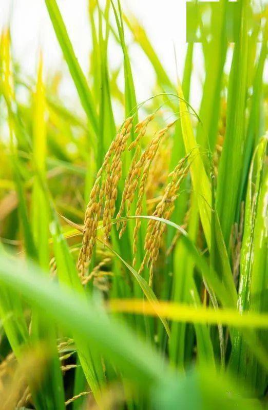 稻谷唯美图片 第7张