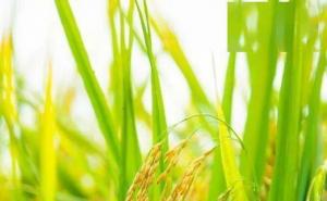 稻谷唯美图片 第7张