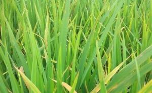 水稻叶子图片 第2张