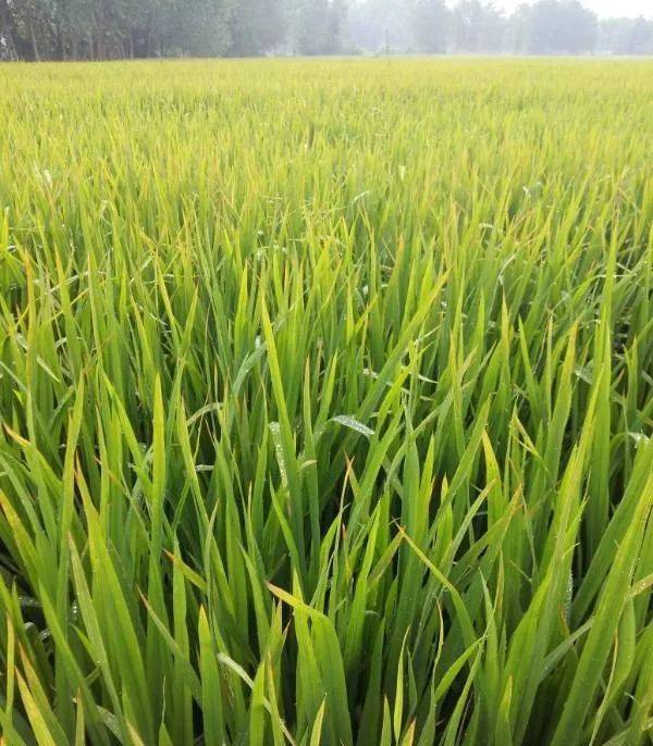 水稻叶子图片 第3张