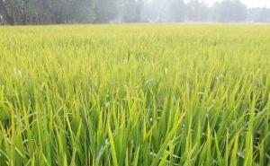 水稻叶子图片 第3张