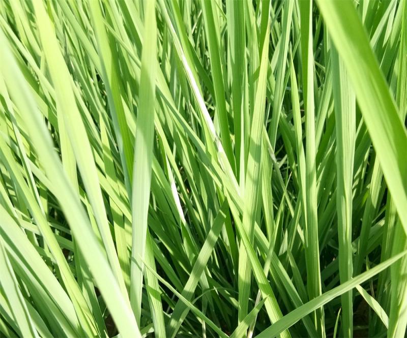 水稻叶子图片 第5张