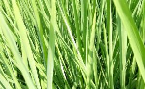 水稻叶子图片 第5张