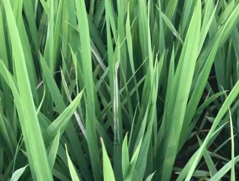 水稻叶子图片 第6张