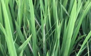 水稻叶子图片 第6张