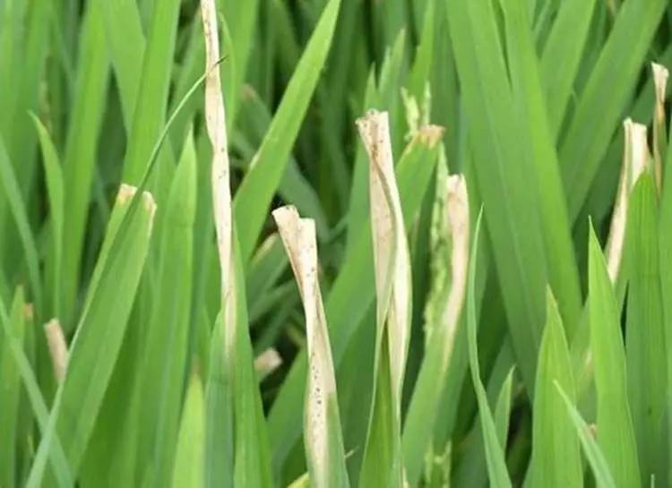 水稻叶子图片 第7张