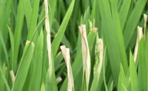 水稻叶子图片 第7张