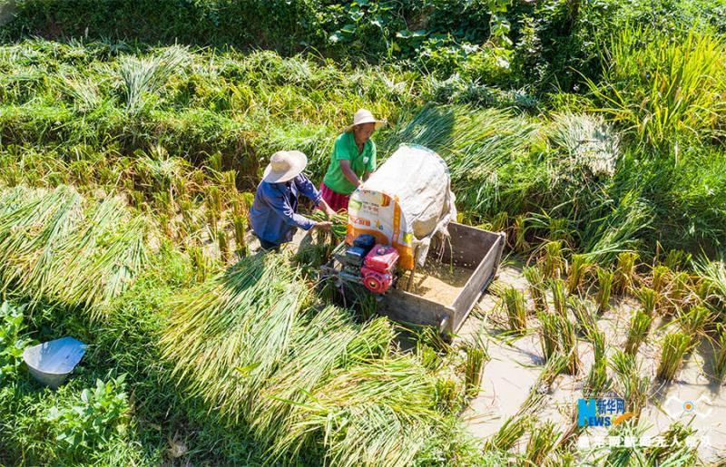 人工收割稻谷图片 第1张