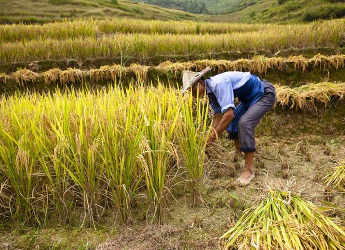 人工收割稻谷图片 第2张