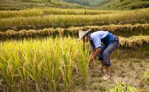 人工收割稻谷图片 第2张