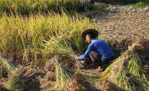 人工收割稻谷图片 第3张