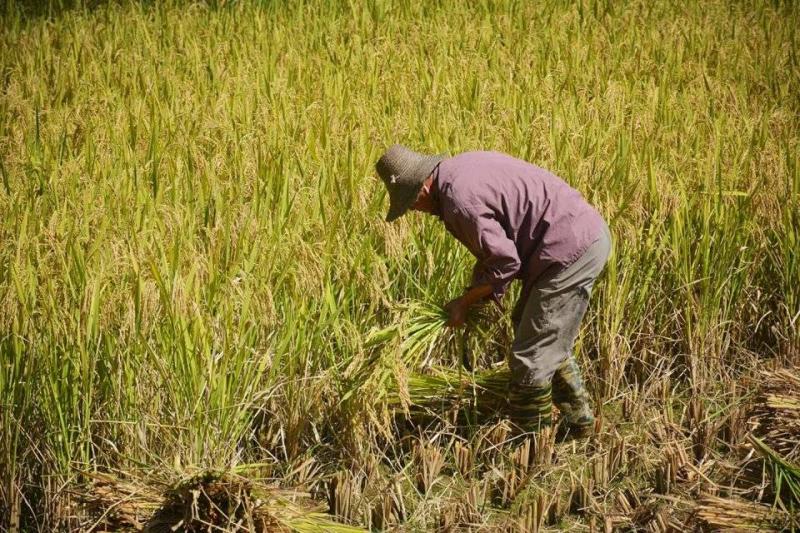 人工收割稻谷图片 第4张