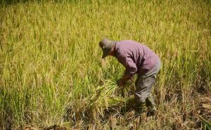 人工收割稻谷图片 第4张