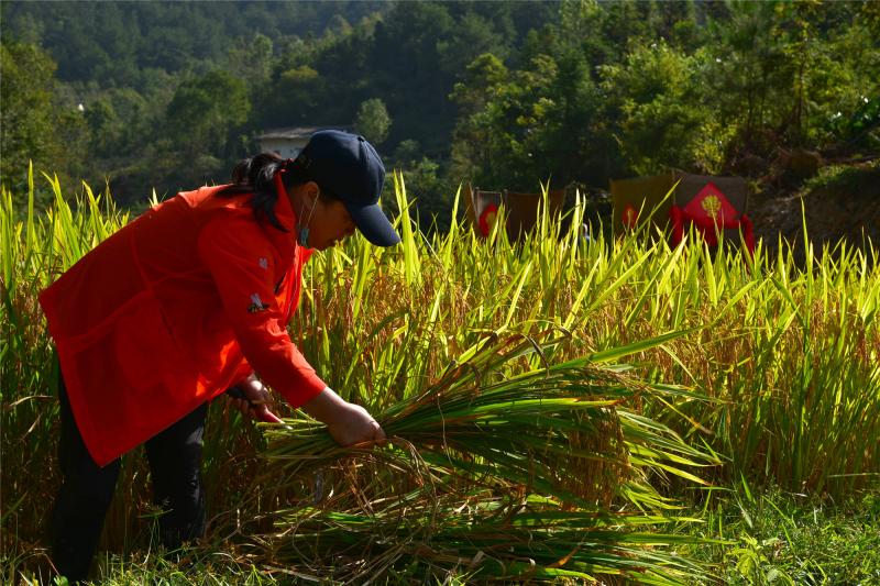 人工收割稻谷图片 第5张