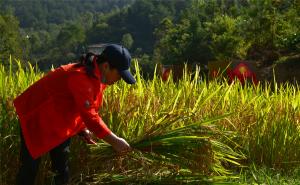 人工收割稻谷图片 第5张