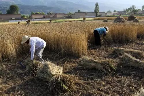 人工收割稻谷图片 第6张