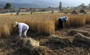 人工收割稻谷图片 第6张