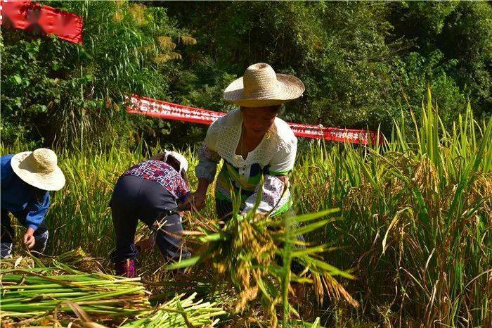 人工收割稻谷图片 第7张
