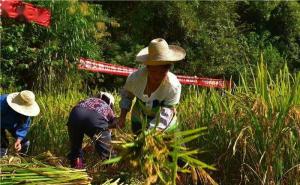 人工收割稻谷图片 第7张