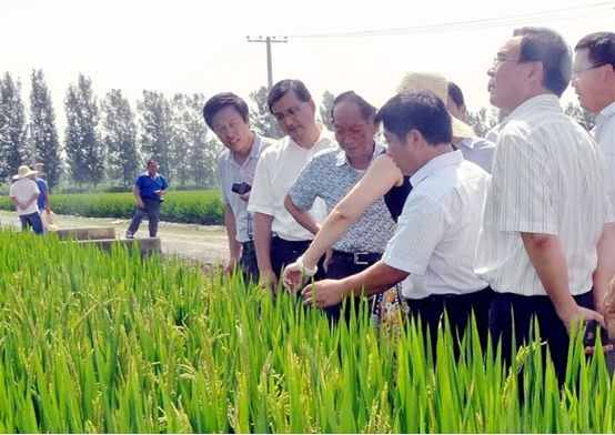 袁隆平视察水稻图片 第4张