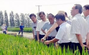 袁隆平视察水稻图片 第4张