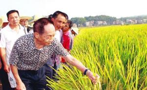 袁隆平视察水稻图片 第3张