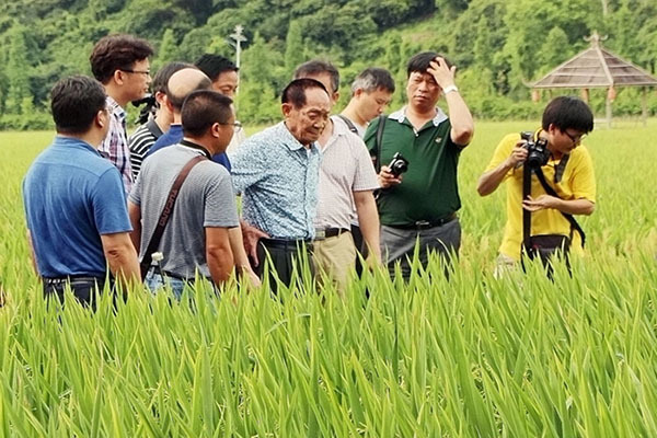 袁隆平视察水稻图片 第2张