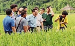 袁隆平视察水稻图片 第2张