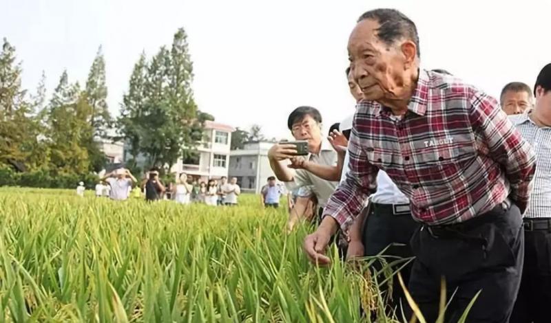 袁隆平视察水稻图片 第1张