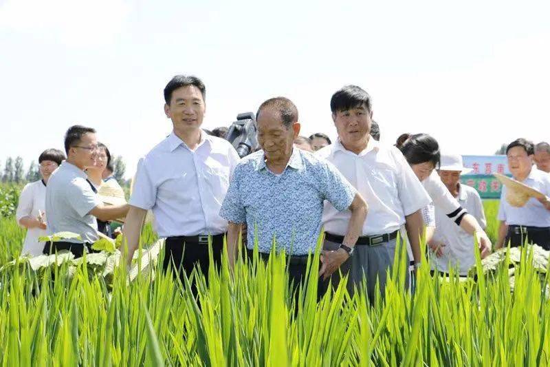 袁隆平视察水稻图片 第6张