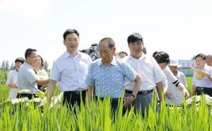 袁隆平视察水稻图片 第6张