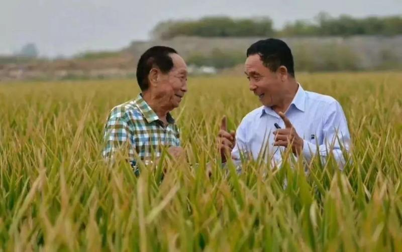 袁隆平视察水稻图片 第5张