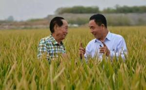 袁隆平视察水稻图片 第5张
