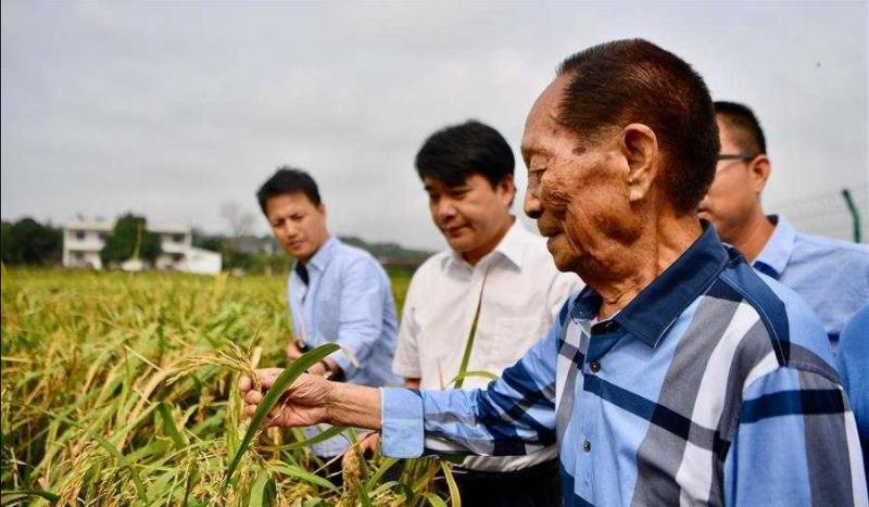 袁隆平视察水稻图片 第7张