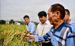 袁隆平视察水稻图片 第7张