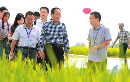 袁隆平视察水稻图片 第8张