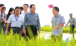 袁隆平视察水稻图片 第8张