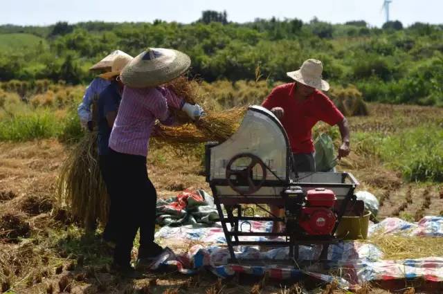 农村打稻谷工具图片 第1张