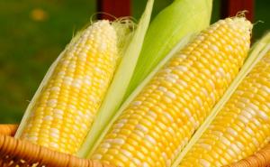玉蜀黍图片