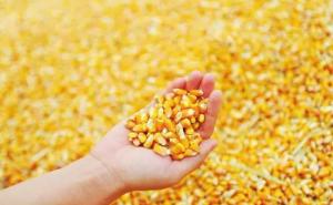 玉蜀黍图片 第3张